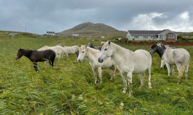 Eriskay ponies. Picture by Sandra MacInnes.
