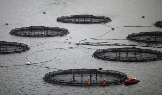 The expansion of two salmon farms in Orkney waters has been given the go-ahead.