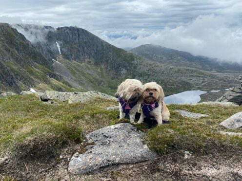 Being small didn’t stop Mia and Tia conquering the mighty Lochnagar. Sarah Duncan from Keith snapped the star pets enjoying the view and taking a well-earned rest.