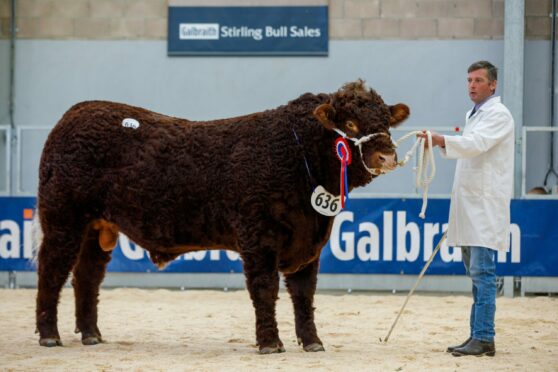 The overall champion Salers bull - Cumbrian Price - sold for the top price of 8,000gn.