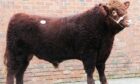 Craigdarroch Zico set a new Luing cattle breed record when he sold for 32,000gn.