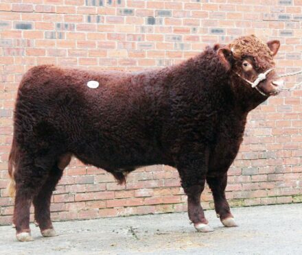 Craigdarroch Zico set a new Luing cattle breed record when he sold for 32,000gn.
