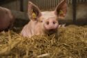 The project involves 15 pig enterprises across Scotland.