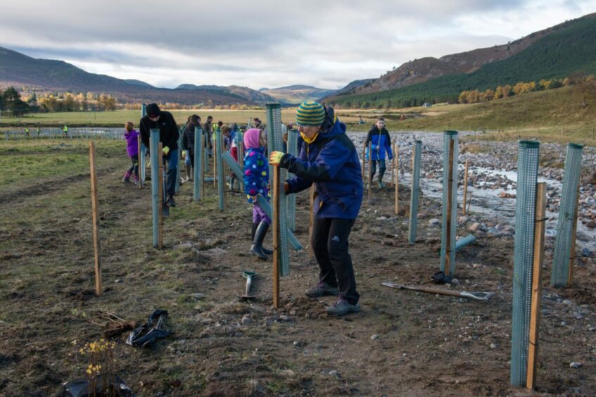 Tree planting along the River Dee.