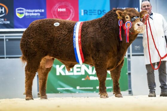 Pabo Rolex stood supreme champion and sold for 38,000gn.