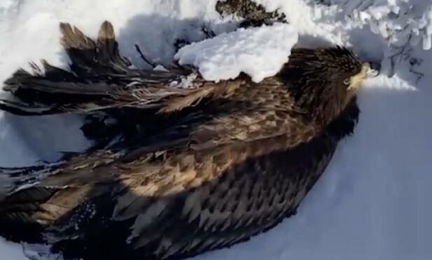 The sea eagle was found injured on a Highland estate at the weekend. Supplied by the Scottish Gamekeepers Association