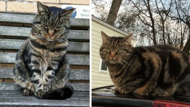 It is thought that missing cat Fergus (left) was living with an Aberdeen couple who called him Bertie (right).