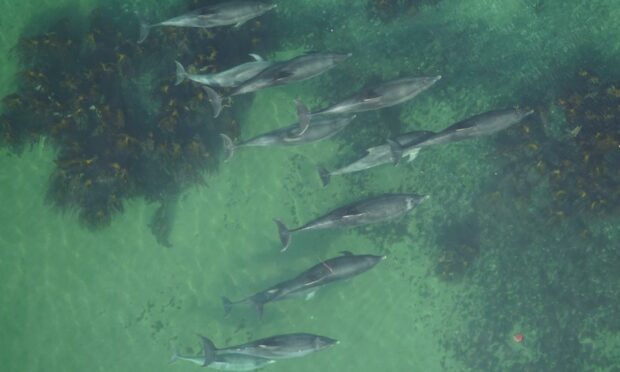 Researchers are using aerial images to determine whether a dolphin is pregnant.