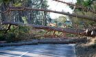 Trees affected by Storms Arwen, Malik and Corrie have caused a lot of disruption and damage across the north east. Picture by Wullie Marr / DCT Media