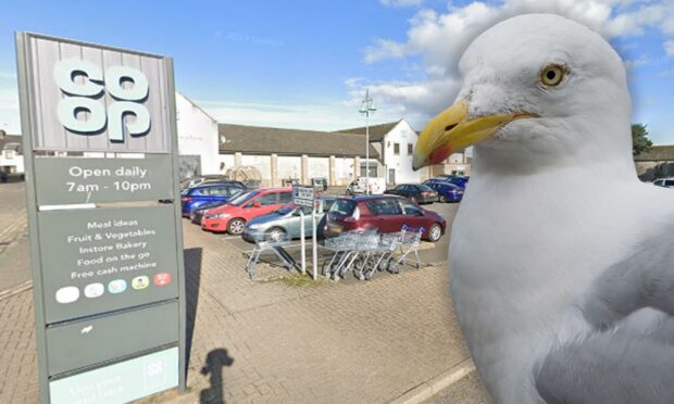 Alistair Davidson threw a stick at the gull before stamping on it to "put it out of its misery", the court heard.