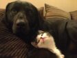 That look of love on Pollyanna’s face utterly melted our hearts! Frances Hill from Southend, Mull of Kintyre, says Labrador Dino doesn’t feel quite the same way about getting
kitten cuddles, so hopefully being star pet will cheer him up.