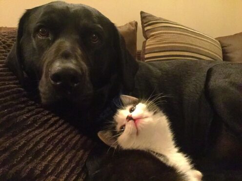 That look of love on Pollyanna’s face utterly melted our hearts! Frances Hill from Southend, Mull of Kintyre, says Labrador Dino doesn’t feel quite the same way about getting
kitten cuddles, so hopefully being star pet will cheer him up.