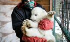 Highland Wildlife Parks newest polar bear cub is a boy, credit - RZSS