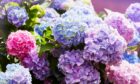 Pink, blue, lilac, violet, and purple Hydrangea flowers (Hydrangea macrophylla)  blooming in a garden.