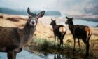 Deer on the road at Glen Etvie. Image: Shutterstock