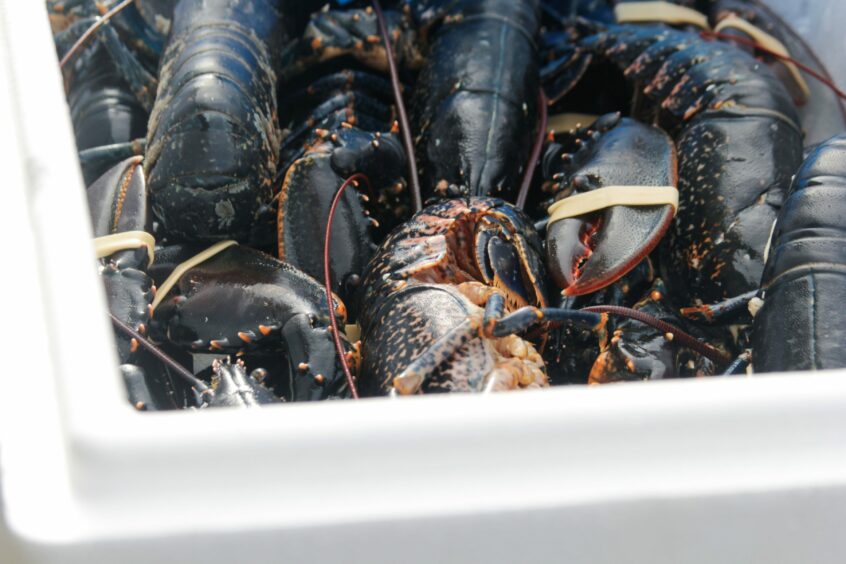 Scottish lobsters in a white case.
