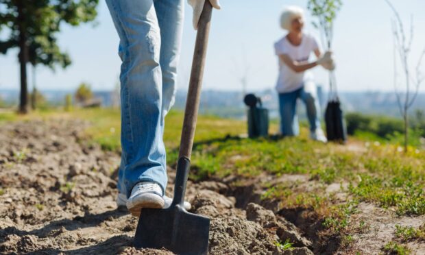 Tree planting is a common method for carbon capture. Photo: Shutterstock