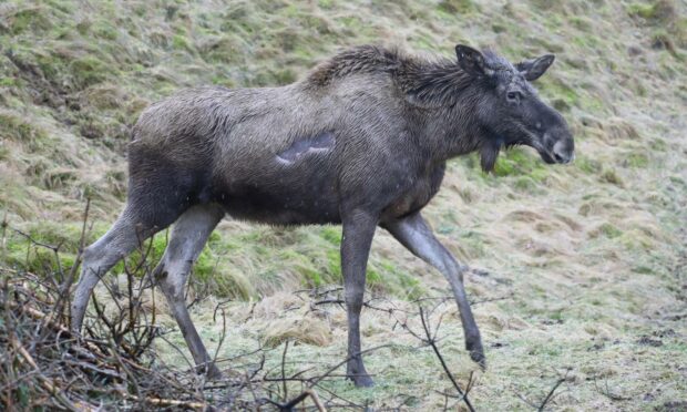 A new female elk has arrived at the Highland Wildlife Park. Photo by: Royal Zoological Society Scotland