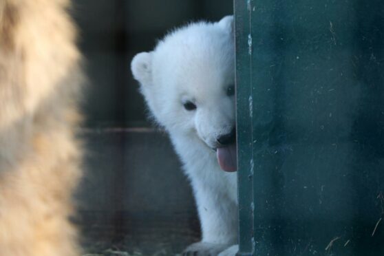 The cheeky little cub is the youngest in the UK. Supplied by RZSS.