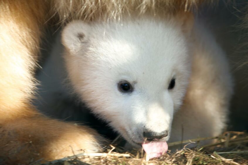 The cub is three months old. Supplied by RZSS.