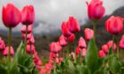 Spring in Kashmir, India. Tulips seen in full bloom inside the Indira Gandhi Memorial Tulip Garden. Picture by: Idrees Abbas/SOPA Images/Shutterstock