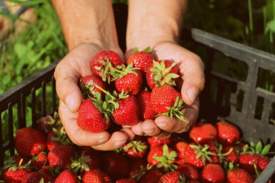 The tool will help growers better predict soft fruit yields.