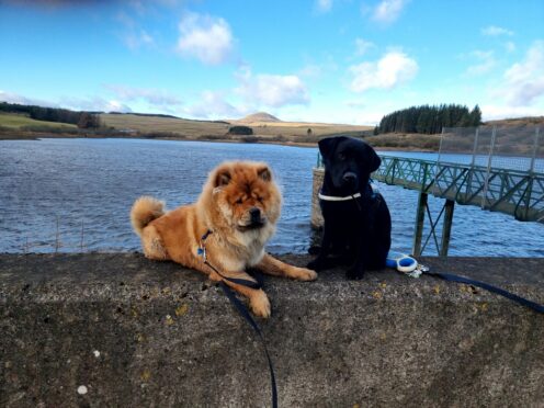 Why is Ashleigh Maclean’s photo our top pick this week? Simple. Best friends Bear and Brody from Glenrothes completely won our hearts with their perfect posing!