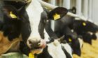 Commercial dairy farms in Scotland had a "good year" according to the figures.