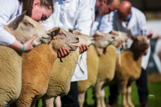 The show is now inviting livestock and horse entries.