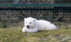 Polar bear cub Brodie, born at the Highland Wildlife Park near Aviemore in the Highlands, explores its enclosure for the first time. Picture by: Paul Campbell/PA Wire
