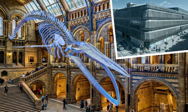 Efforts to land Natural History Museum attractions like this blue whale skeleton for Aberdeen's old John Lewis have not gone swimmingly. Supplied by Shutterstock