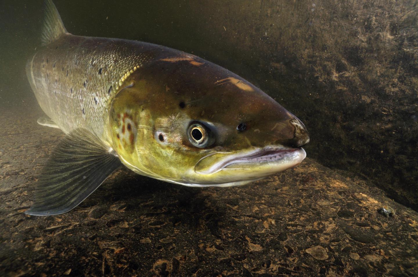 an adult salmon