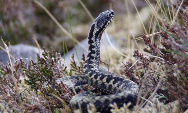 An adder slithering around Assynt. Photograph supplied by Andy Summers.
