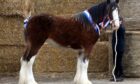 Clydesdale filly Collessie Victoria was crowned overall horse champion.