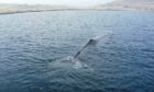 A rescue attempt to guide the sperm whale near Shetland into deeper waters appears to have been successful. Supplied by Gary Buchan.