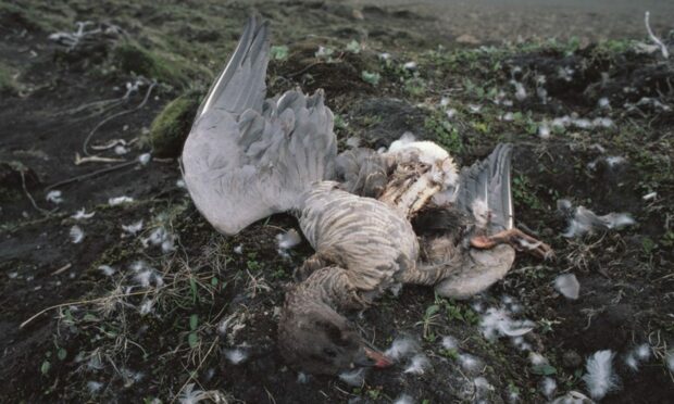 Dead pink-footed goose.