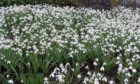 Snowdrop - Galanthus Sam Arnott, one of the favourites for naturalising.