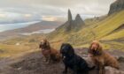 SKYE’S THE LIMIT: It must be triple the fun for Martin Madigan with Chacco, Dileas and Benny! Though there may be muddy pawprints after this walk up Skye’s Old Man of Storr..
