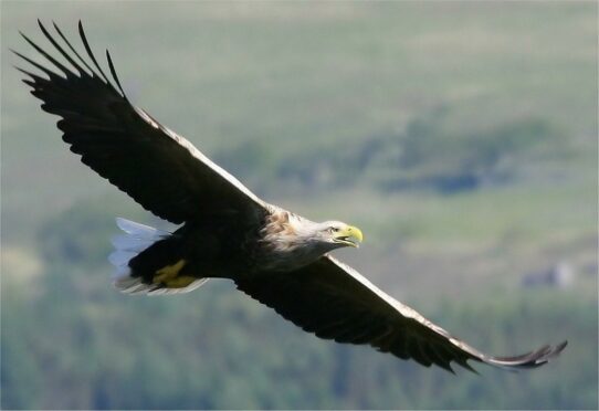 A white tailed eagle on Mull. Picture by Iain Erskine