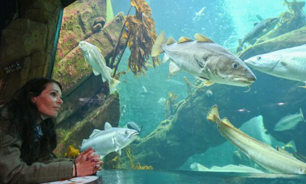 Macduff Marine Aquarium has been a favourite visitor spot since it opened in 1997. Picture: Jason Hedges