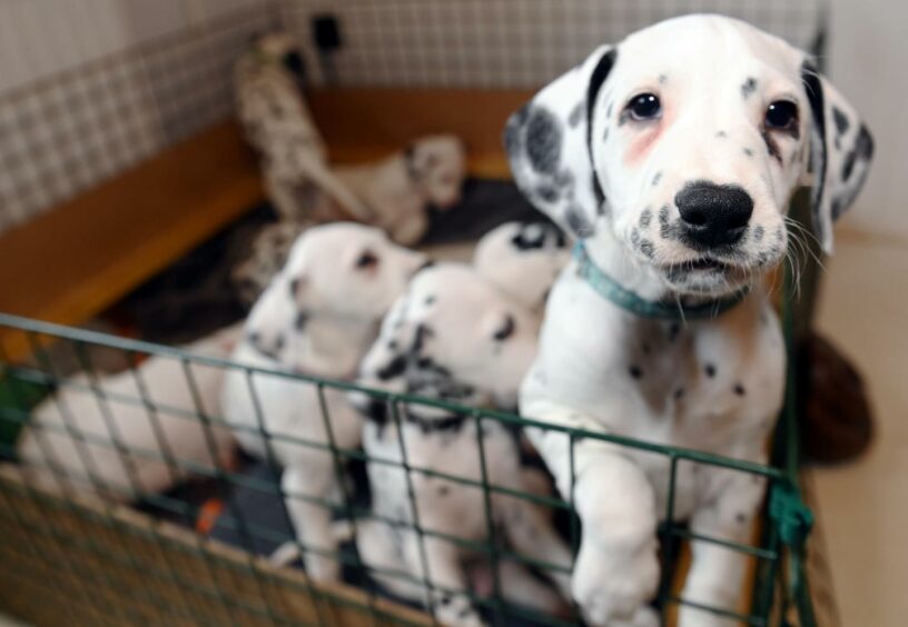 The dalmatian puppies will soon be going to their forever homes. Photo: Kami Thomson/DCT Media.