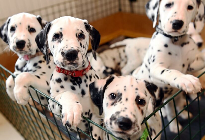The dalmatian puppies will soon be going to their forever homes. Photo: Kami Thomson/DCT Media.