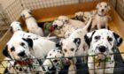 The 12 dalmatians have spent their first eight weeks of life in the north-east. Photo: Kami Thomson/DCT Media.