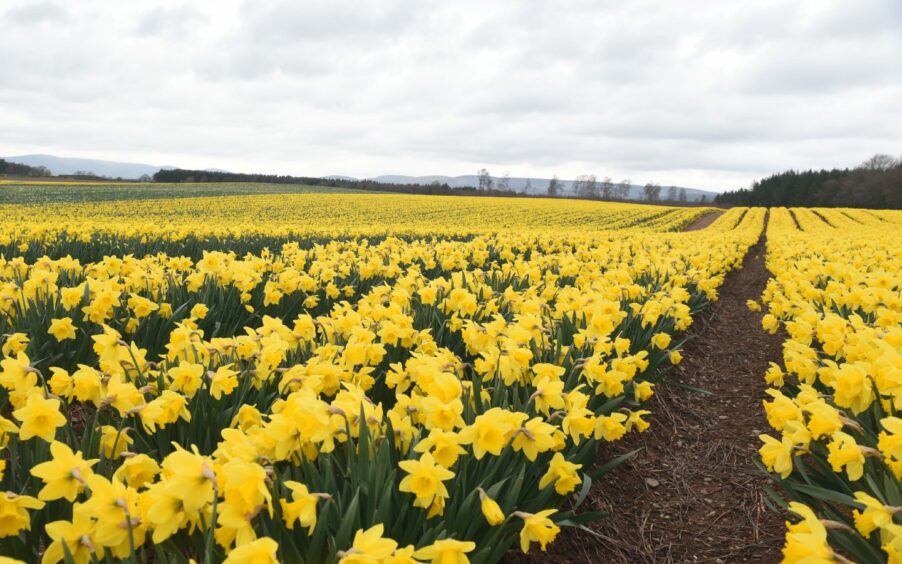 Daffodils in Laurencekirk