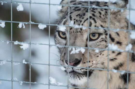 Snow Leopard at Highland Wildlife Park. Photo credit: Jason Hedges/DCT Media