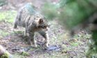 Wildcats are an endangered species. Image Sandy McCook/DC Thomson
