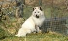 Keepers at the Kincraig park have announced the death of seven-year-old Arctic Fox Bard.