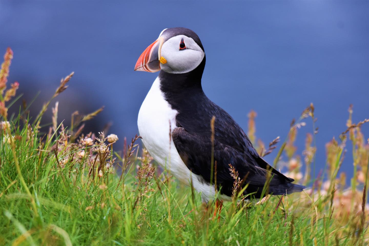 Puffin at Sumburgh Head, Shetland.