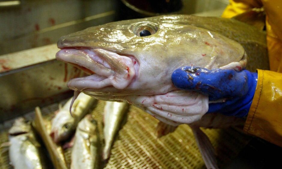 Close up of fish being held by a hand