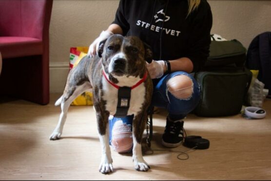 A dog being cared for by StreetVet. Photo credit: StreetVet